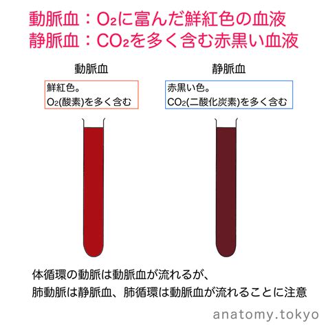 鮮紅色 暗赤色|なぜ動脈血と静脈血では色が変わる？ 